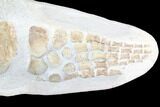 Fossil Plesiosaur Paddle - Goulmima, Morocco #86377-1